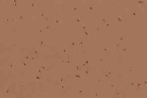 Линолеум Forbo Sphera Energetic 50225 masala фото  | FLOORDEALER